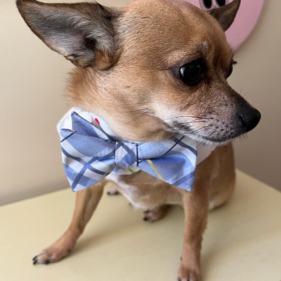 BOWTIE CAPES - Picture 2 of 5